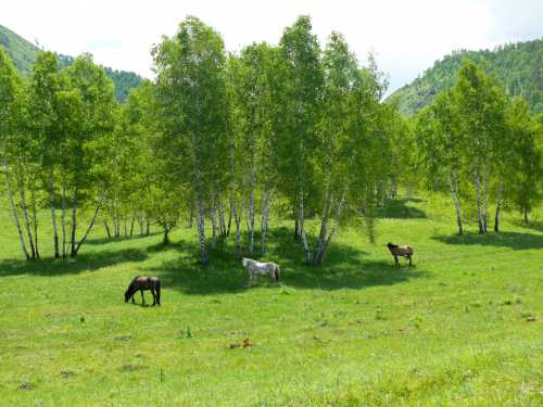 на алтае пройдет церемония огня &171;от кай&187;